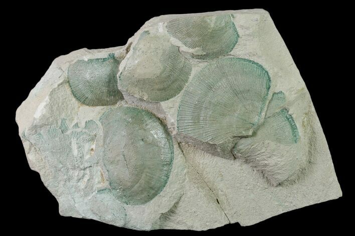 Plate of Green Brachiopod (Orthotetes?) Fossils - Illinois #136517